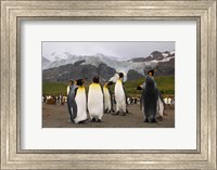 Framed King penguins, Gold Harbor, South Georgia