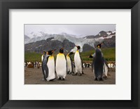 Framed King penguins, Gold Harbor, South Georgia