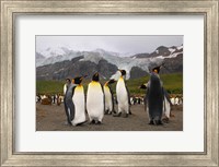 Framed King penguins, Gold Harbor, South Georgia