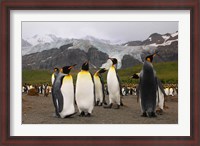 Framed King penguins, Gold Harbor, South Georgia