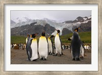 Framed King penguins, Gold Harbor, South Georgia