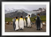 Framed King penguins, Gold Harbor, South Georgia