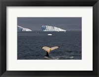 Framed Humpback whale, Western Antarctic Peninsula