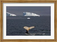 Framed Humpback whale, Western Antarctic Peninsula