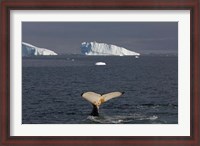 Framed Humpback whale, Western Antarctic Peninsula