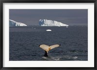 Framed Humpback whale, Western Antarctic Peninsula