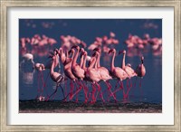 Framed Lesser Flamingo, Kenya