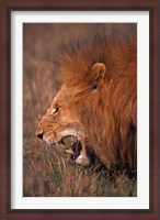Framed Male Lion, Masai Mara, Kenya