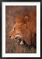 Framed Male Lion, Masai Mara, Kenya