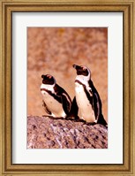 Framed Jackass Penguins, Simons Town, South Africa