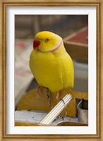 Framed Hong Kong. Bird Garden, parrot tropical bird