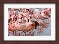 Framed Kenya, Lake Nakuru, Flamingo tropical birds