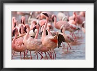 Framed Kenya, Lake Nakuru, Flamingo tropical birds