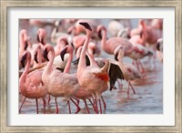 Framed Kenya, Lake Nakuru, Flamingo tropical birds