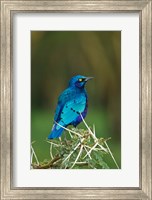Framed Kenya, Lake Nakuru, Starling bird, thorny acacia tree