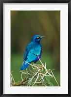 Framed Kenya, Lake Nakuru, Starling bird, thorny acacia tree