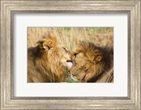 Framed Kenya, Masai Mara, Male lions
