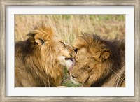 Framed Kenya, Masai Mara, Male lions