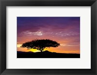 Framed Kenya, Masai Mara. Sunrise silhouette, acacia tree