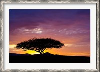 Framed Kenya, Masai Mara. Sunrise silhouette, acacia tree