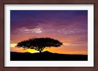 Framed Kenya, Masai Mara. Sunrise silhouette, acacia tree