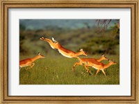 Framed Impala, Aepyceros melampus, Mara River, Kenya