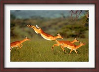 Framed Impala, Aepyceros melampus, Mara River, Kenya