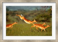 Framed Impala, Aepyceros melampus, Mara River, Kenya