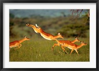 Framed Impala, Aepyceros melampus, Mara River, Kenya