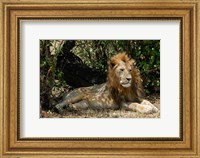 Framed Kenya, Masai Mara Game Reserve, lion in bushes