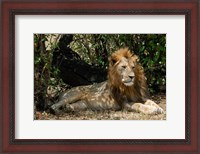 Framed Kenya, Masai Mara Game Reserve, lion in bushes