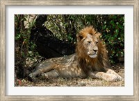 Framed Kenya, Masai Mara Game Reserve, lion in bushes