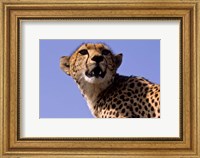 Framed Kenya, Masai Mara National Reserve. Female Cheetah