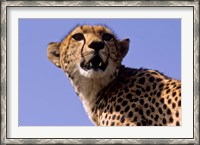 Framed Kenya, Masai Mara National Reserve. Female Cheetah