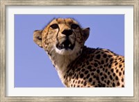 Framed Kenya, Masai Mara National Reserve. Female Cheetah