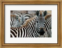 Framed Kenya: Masai Mara Game Reserve, Burchell's zebra