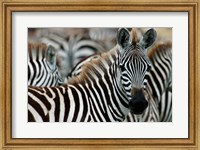 Framed Kenya: Masai Mara Game Reserve, Burchell's zebra