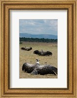 Framed Kenya: Masai Mara Reserve, Ruppell's Griffon vultures