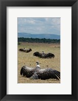 Framed Kenya: Masai Mara Reserve, Ruppell's Griffon vultures