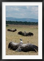 Framed Kenya: Masai Mara Reserve, Ruppell's Griffon vultures