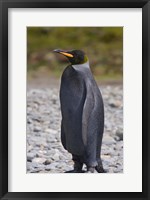 Framed Melanistic king penguin, King Penguins