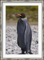 Framed Melanistic king penguin, King Penguins