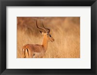Framed Impala in tall Bushman grass, Mahango Game Reserve, Namibia