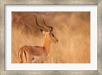 Framed Impala in tall Bushman grass, Mahango Game Reserve, Namibia