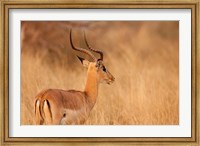 Framed Impala in tall Bushman grass, Mahango Game Reserve, Namibia