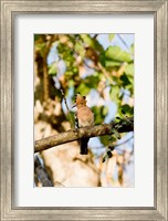 Framed Indian Ocean, Madagascar. Hoopoe bird on tree limb.