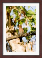 Framed Indian Ocean, Madagascar. Hoopoe bird on tree limb.