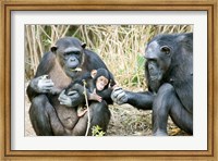 Framed Kenya, Chimpanzees at Sweetwaters Tented Camp
