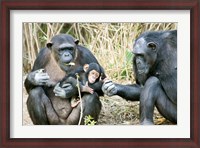 Framed Kenya, Chimpanzees at Sweetwaters Tented Camp