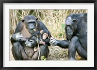 Framed Kenya, Chimpanzees at Sweetwaters Tented Camp